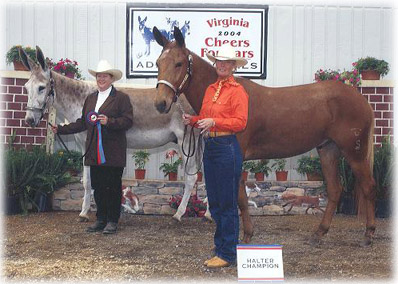 Cheers for Ears Mule and Donkey Show 2004